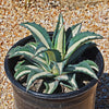 Agave mediopicta alba – White Striped Century Plant