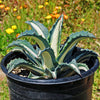 Agave mediopicta alba – White Striped Century Plant