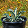 Agave mediopicta alba – White Striped Century Plant