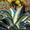 Agave mediopicta alba – White Striped Century Plant