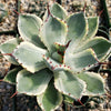 Variegated Butterfly Agave - Agave potatorum &