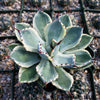 Variegated Butterfly Agave - Agave potatorum &