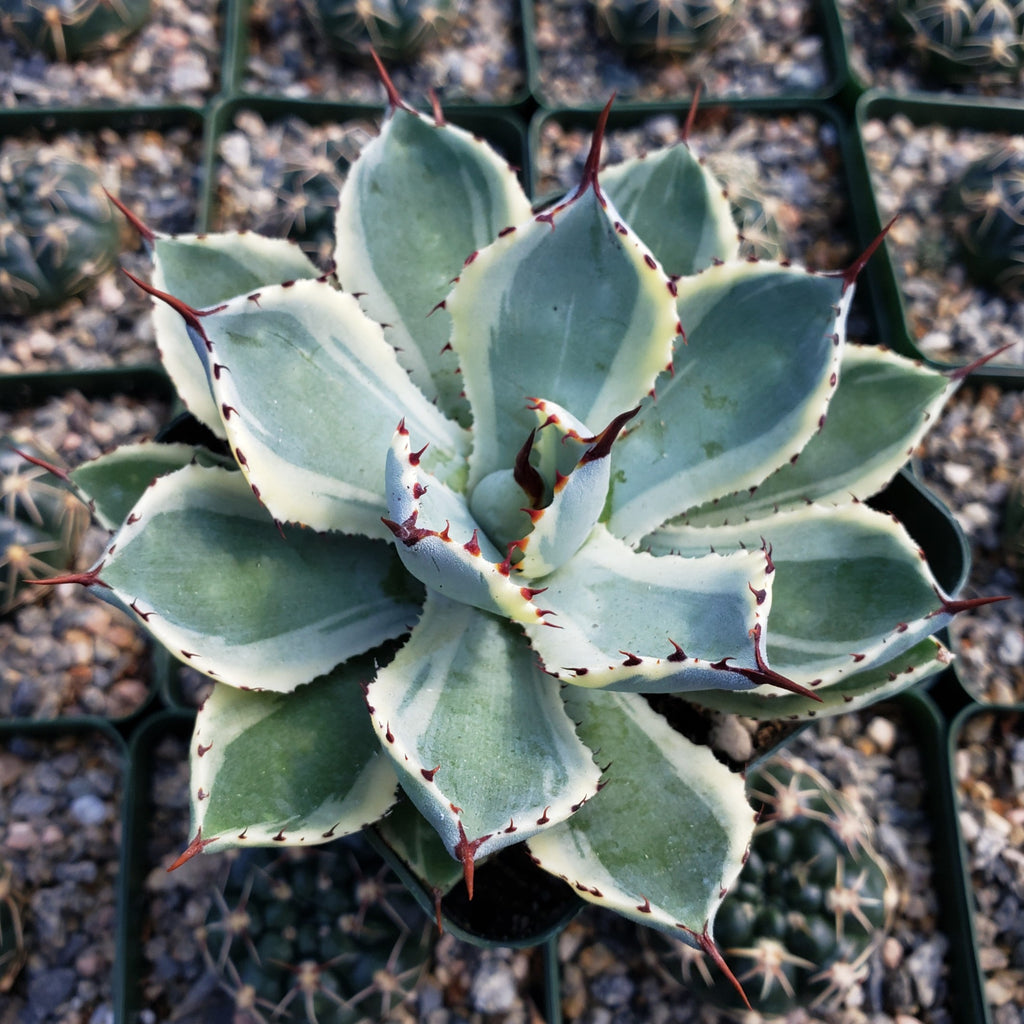 Variegated Butterfly Agave - Agave potatorum &