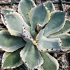 Variegated Butterfly Agave - Agave potatorum &