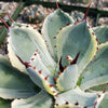 Variegated Butterfly Agave - Agave potatorum &