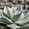 Variegated Butterfly Agave - Agave potatorum &