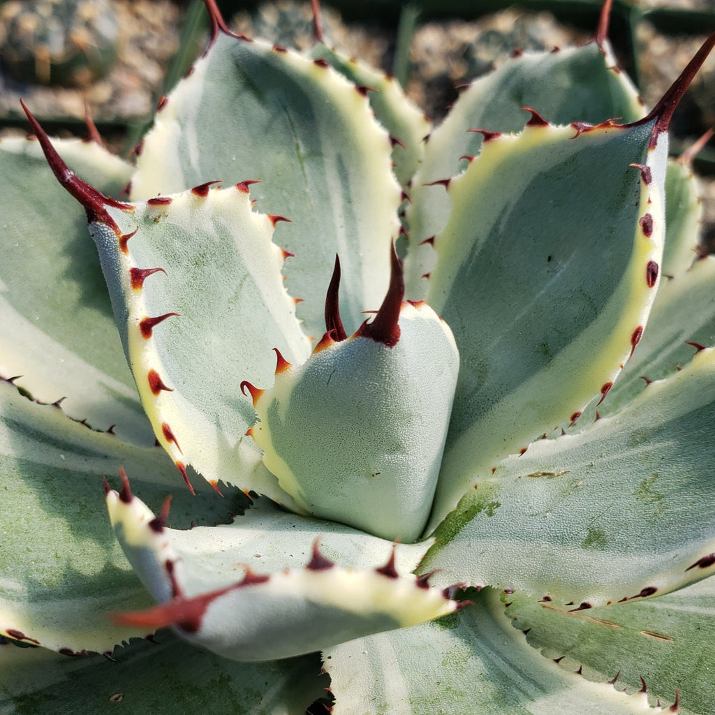 Variegated Butterfly Agave - Agave potatorum &