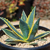 Variegated Century Plant - 4