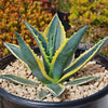 Variegated Century Plant-1