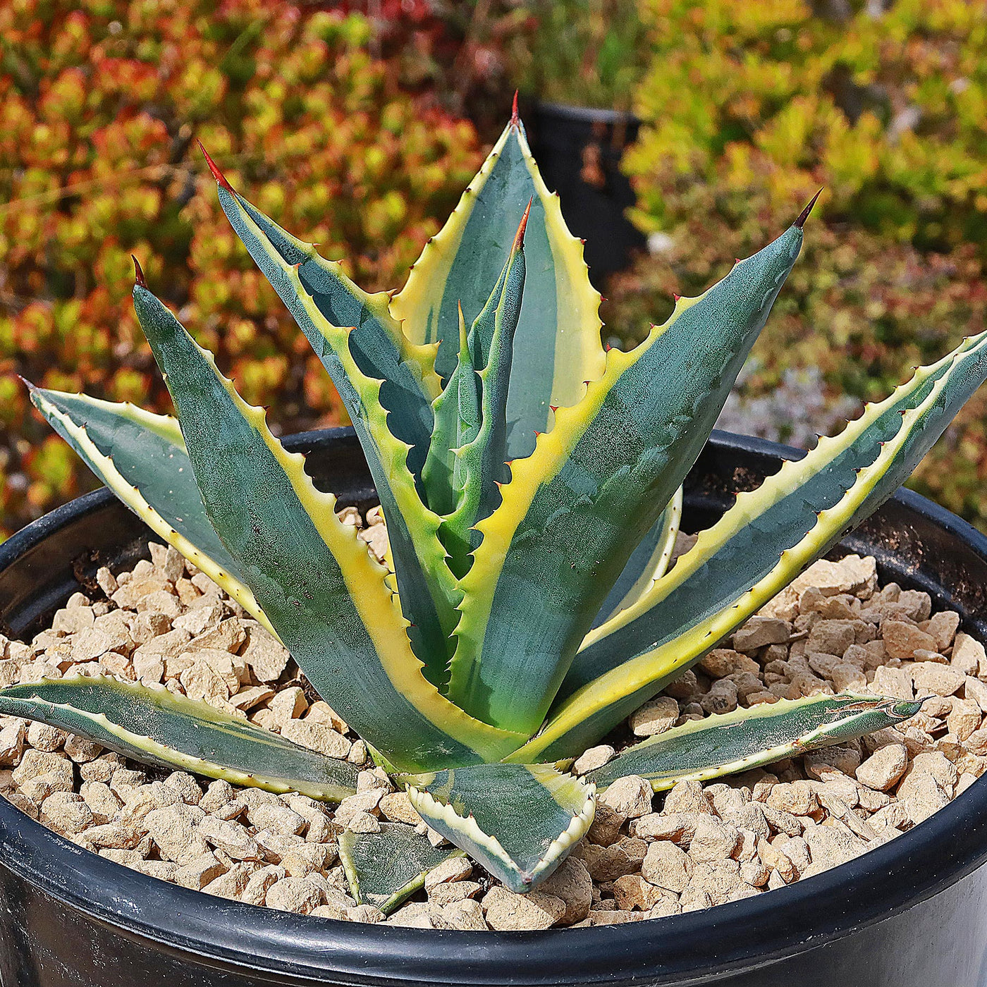 century plant indoors Variegated Century Plant