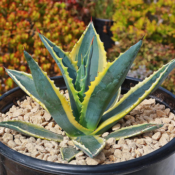Shop Century Plant 'Variegata' Agave Americana - Care and Growing