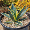 Variegated Century Plant - 7