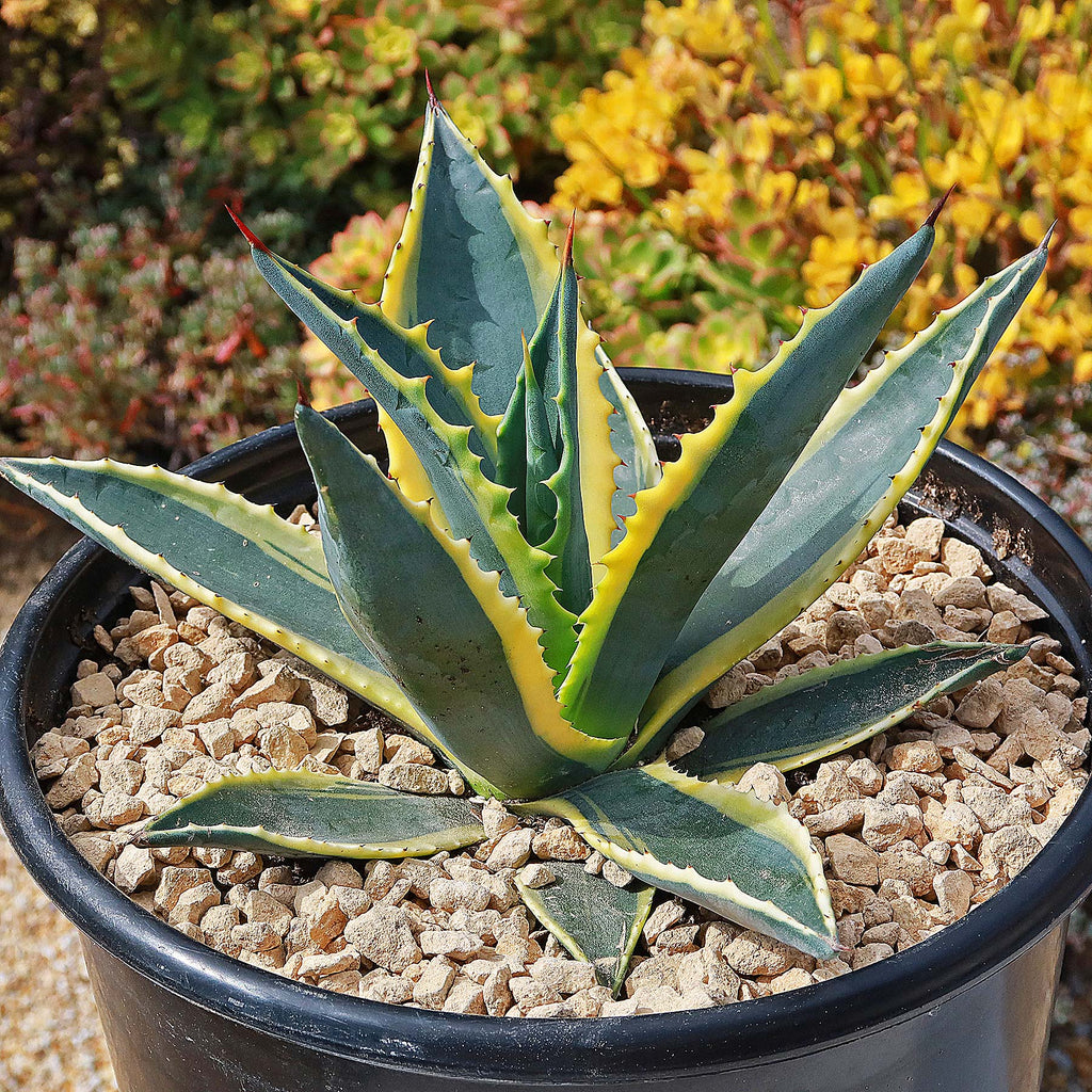Variegated Century Plant - 7