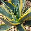 Variegated Century Plant - 5