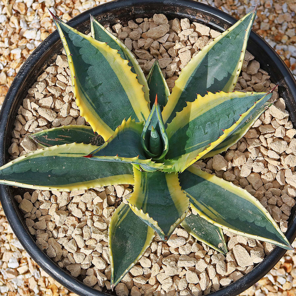 Variegated Century Plant - 8