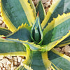 Variegated Century Plant - 3