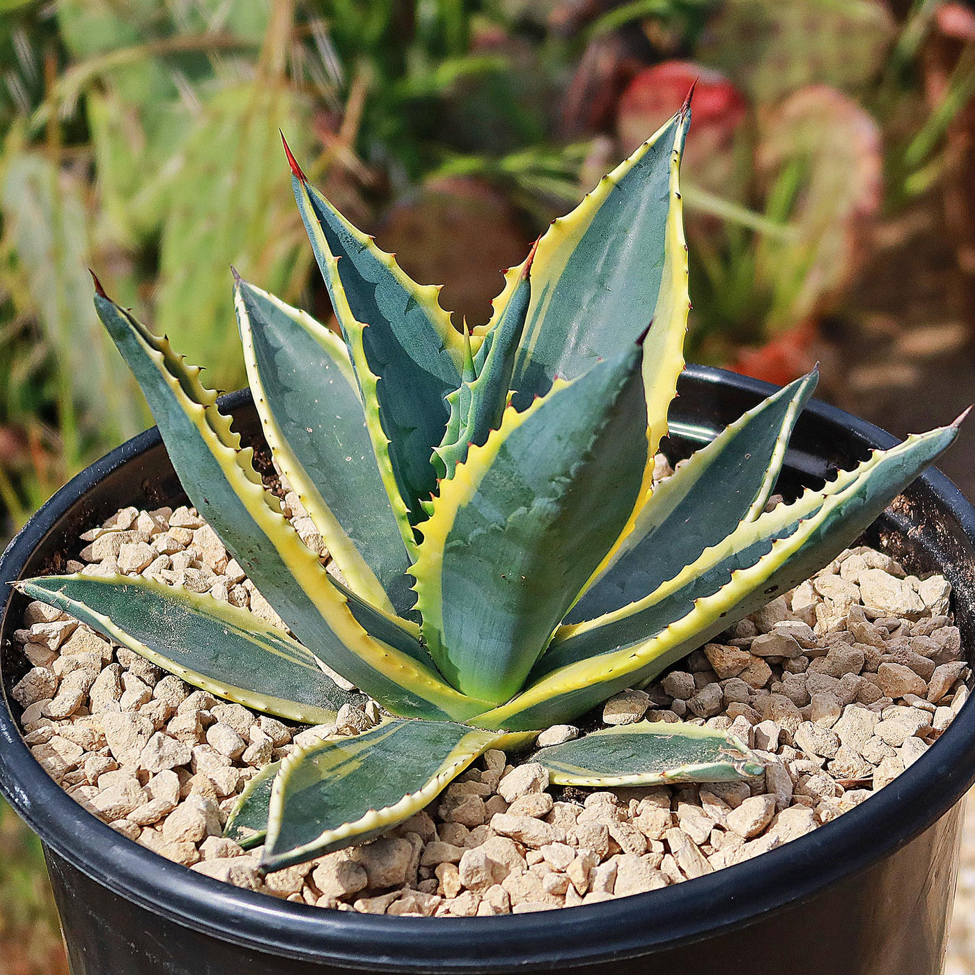 Century Plant 'Variegata' Agave Americana - Shop Online at Planet Desert