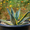 Variegated Century Plant - 9