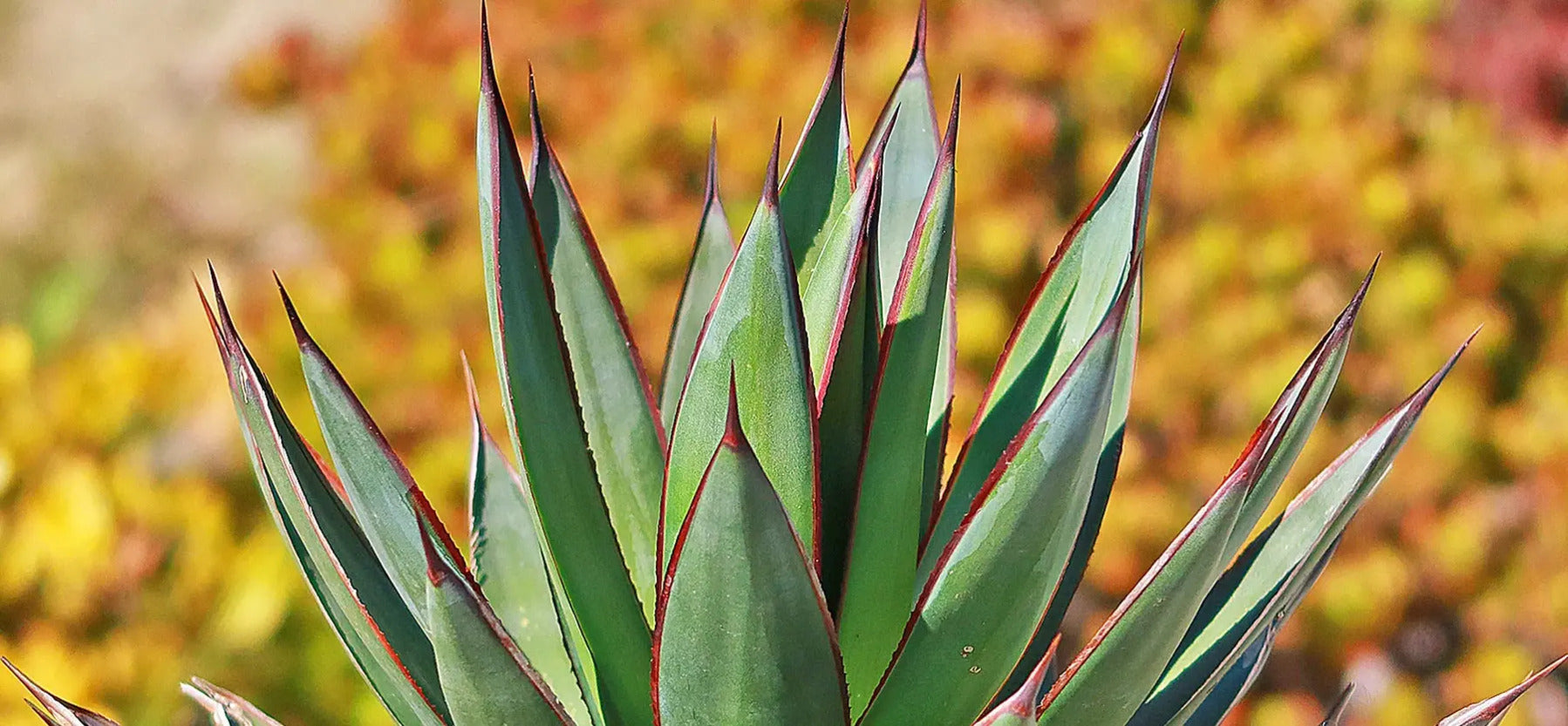 50 Types of Agave Plants for Sale Desert