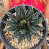 Agave Victoriae Reginae ‘Queen Victoria Agave’