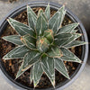 Agave Victoriae Reginae ‘Queen Victoria Agave’