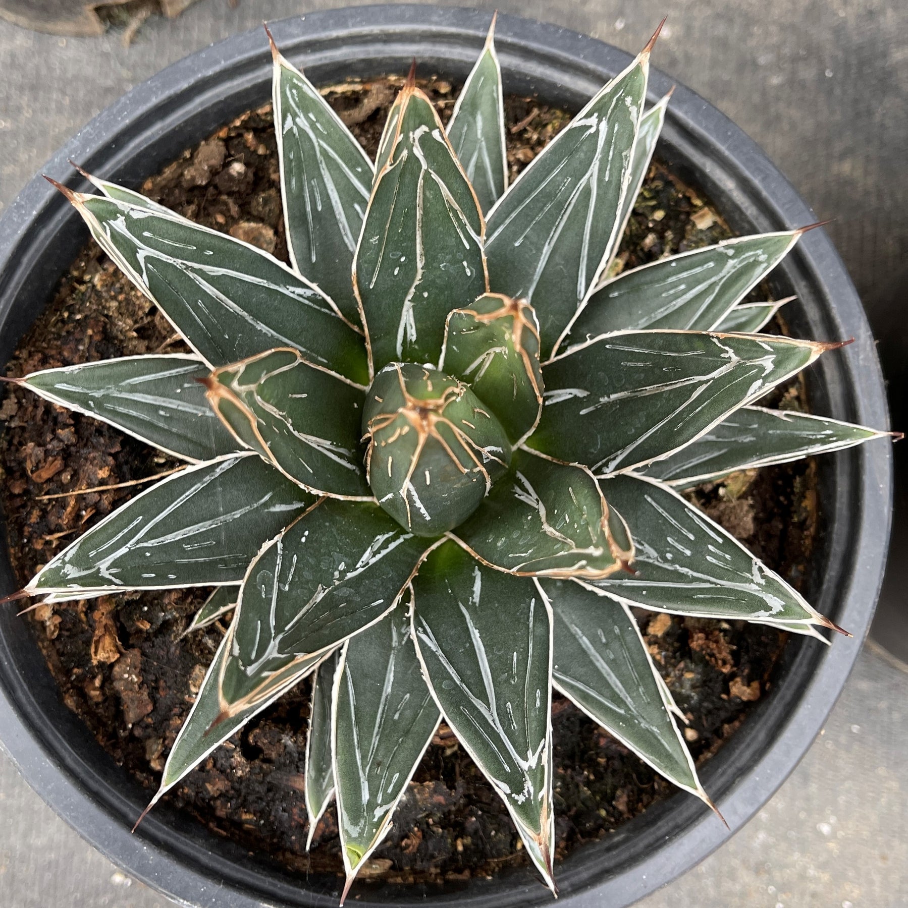 Shop Agave Victoriae Reginae Queen Victoria Agave Care And Info shop-agave-victoriae-reginae-queen-victoria-agave-care-and-info