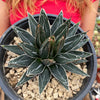 Agave Victoriae Reginae ‘Queen Victoria Agave’