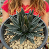 Agave Victoriae Reginae ‘Queen Victoria Agave’