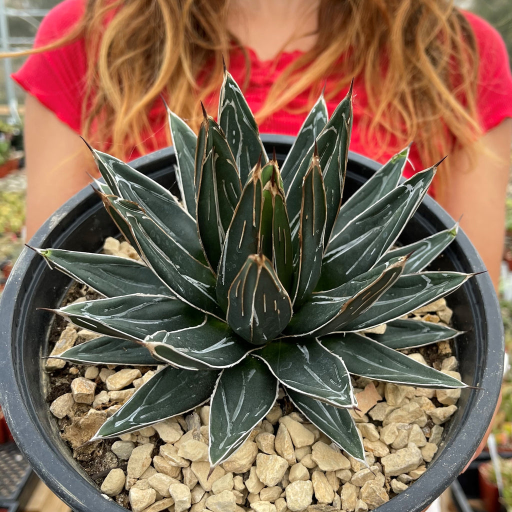Agave Victoriae Reginae ‘Queen Victoria Agave’