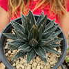 Agave Victoriae Reginae ‘Queen Victoria Agave’