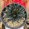 Agave Victoriae Reginae ‘Queen Victoria Agave’