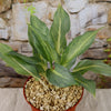 Chinese Evergreen Plant - Aglaonema