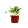 Chinese Evergreen Plant - Aglaonema