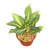 Chinese Evergreen Plant - Aglaonema