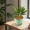 Chinese Evergreen Plant - Aglaonema