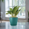 Chinese Evergreen Plant - Aglaonema