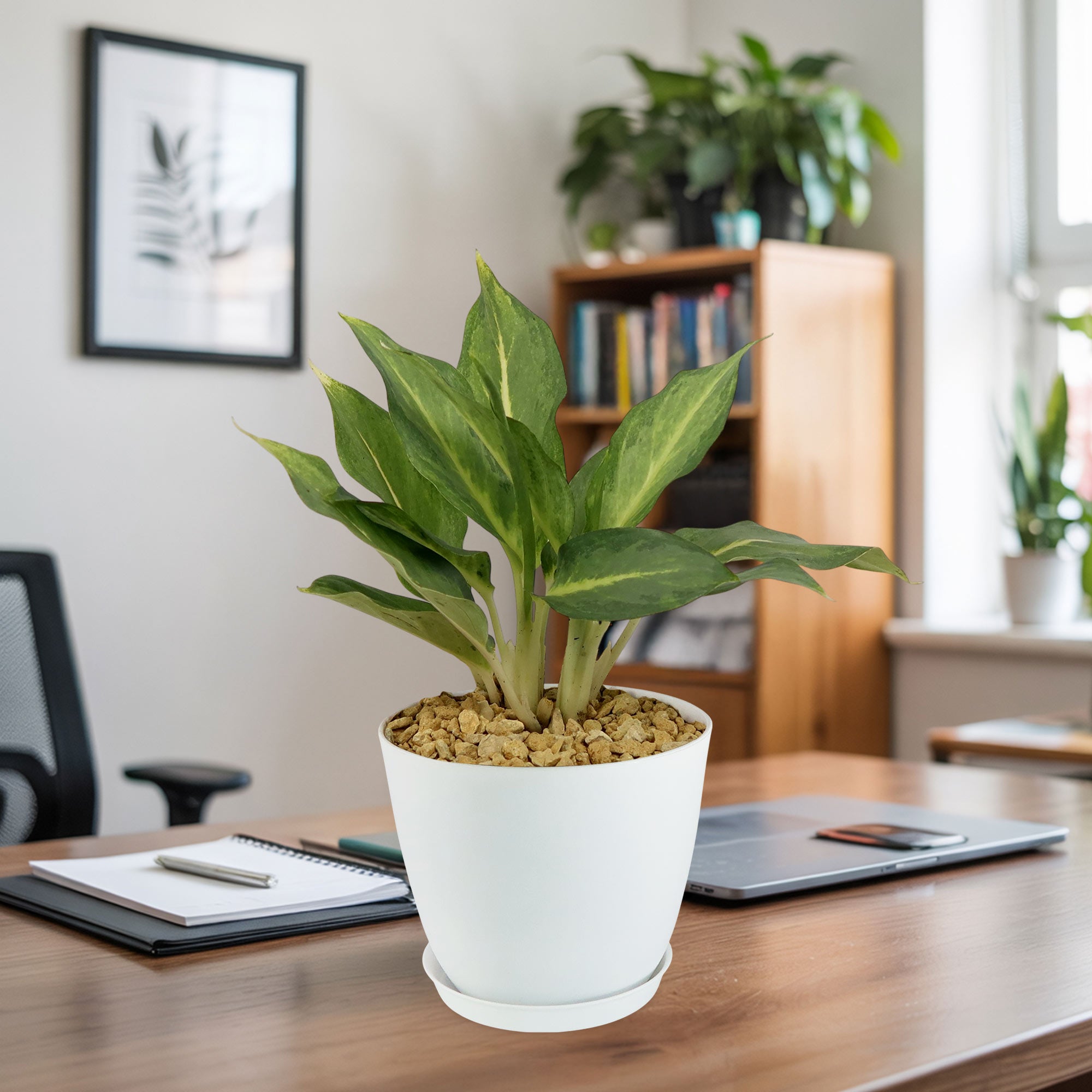 Chinese Evergreen Plant - Aglaonema