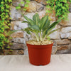 Chinese Evergreen Plant - Aglaonema