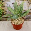 Chinese Evergreen Plant - Aglaonema