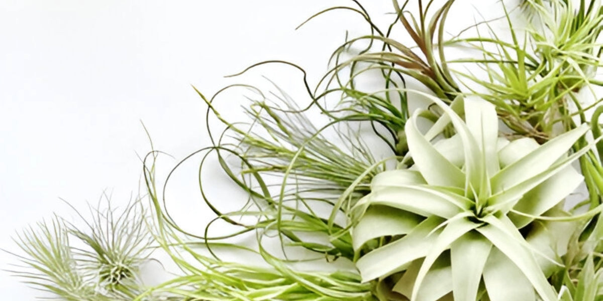 Air Plants for Sale | Tillandsia Care & Info | Planet Desert