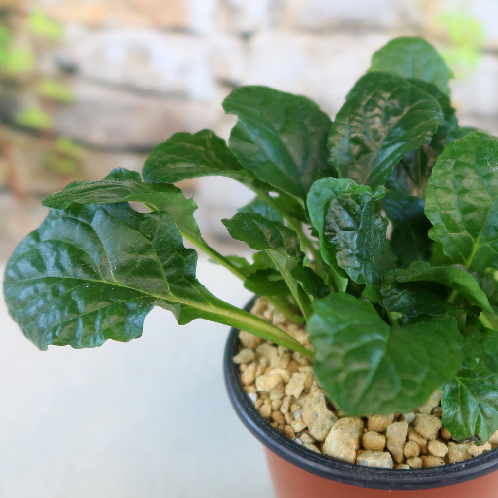 Bronze Beauty Ajuga (Carpet Bugle)