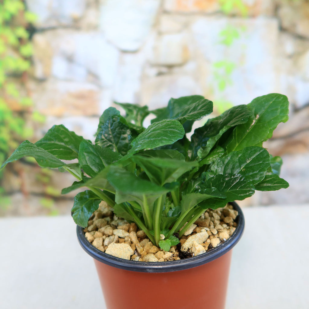 Bronze Beauty Ajuga (Carpet Bugle)