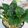 Bronze Beauty Ajuga (Carpet Bugle)