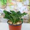 Bronze Beauty Ajuga (Carpet Bugle)