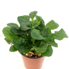 Bronze Beauty Ajuga (Carpet Bugle)