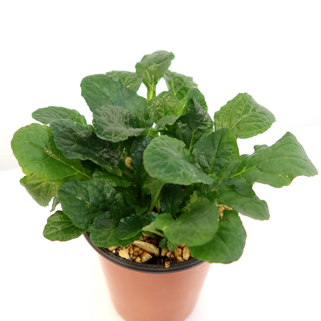 Bronze Beauty Ajuga (Carpet Bugle)