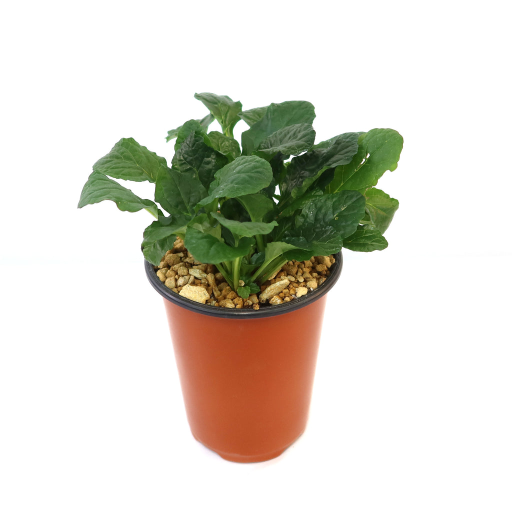 Bronze Beauty Ajuga (Carpet Bugle)