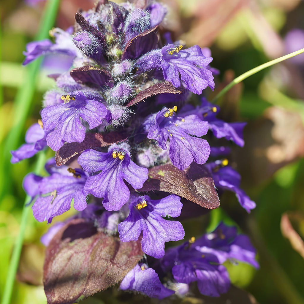Ajuga ‘Catlins Giant’