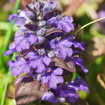 Shop 'Ajuga Catlins Giant' Care and Growing Guide