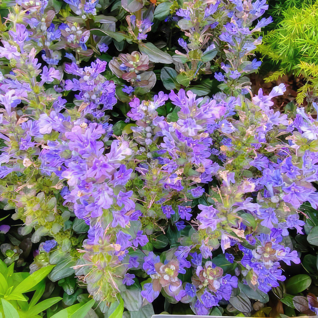 Chocolate Chip ‘Ajuga’